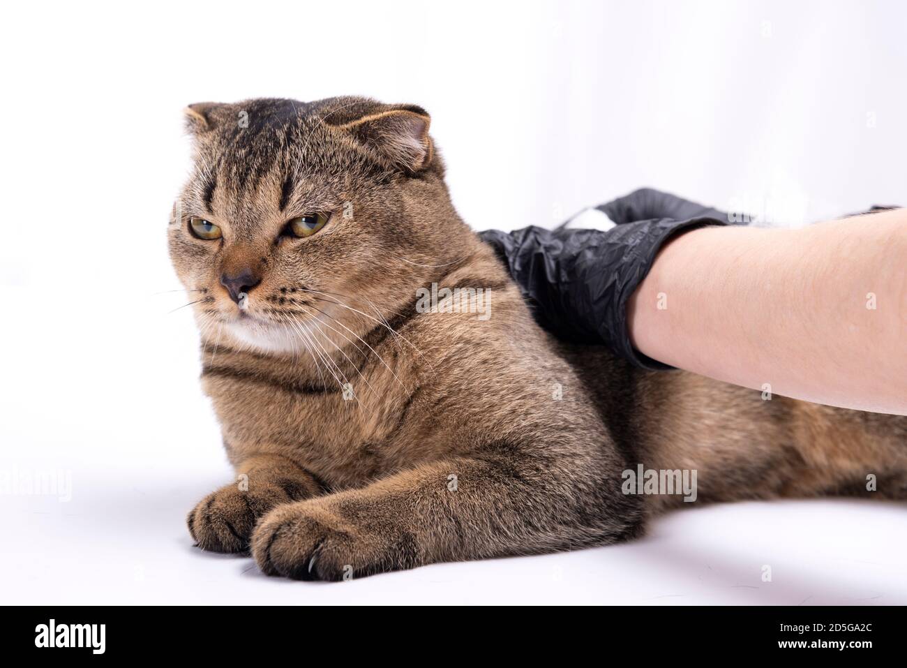 Scottish fold tabby gatto visita veterinario . Stava controllando la salute dal veterinario sul tavolo in sala d'esame con assistente di veterinario in background Foto Stock