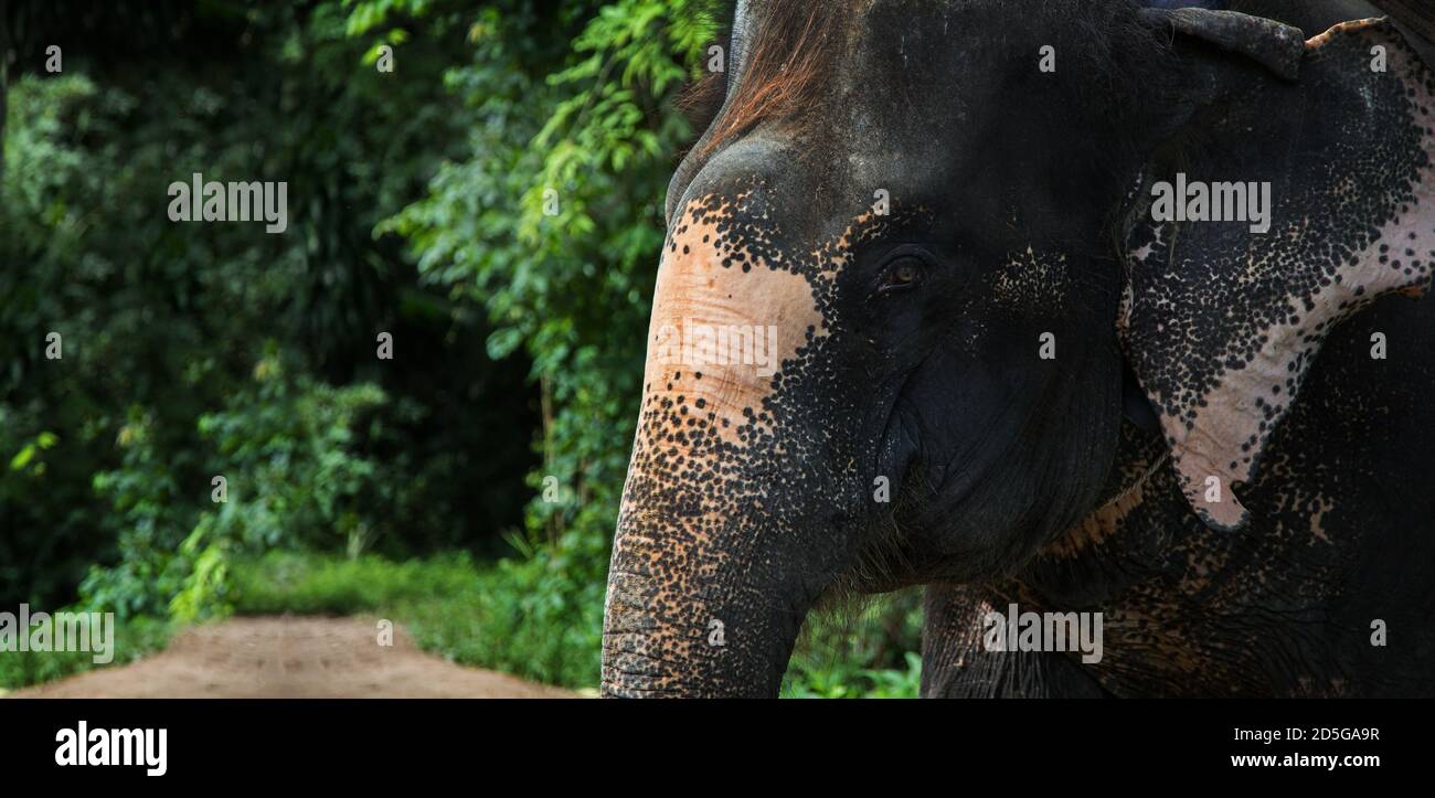 testa di elefante nella giungla. L'elefante è il più grande mammifero è animale naturale desidera andare alla foresta reale Foto Stock