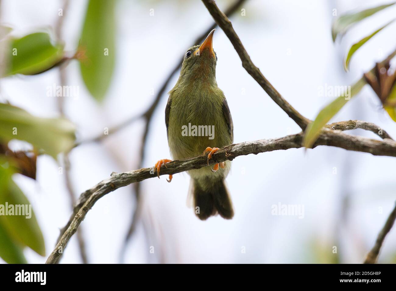 Sunbird (Anthreptes malacensis) - giovanile Foto Stock