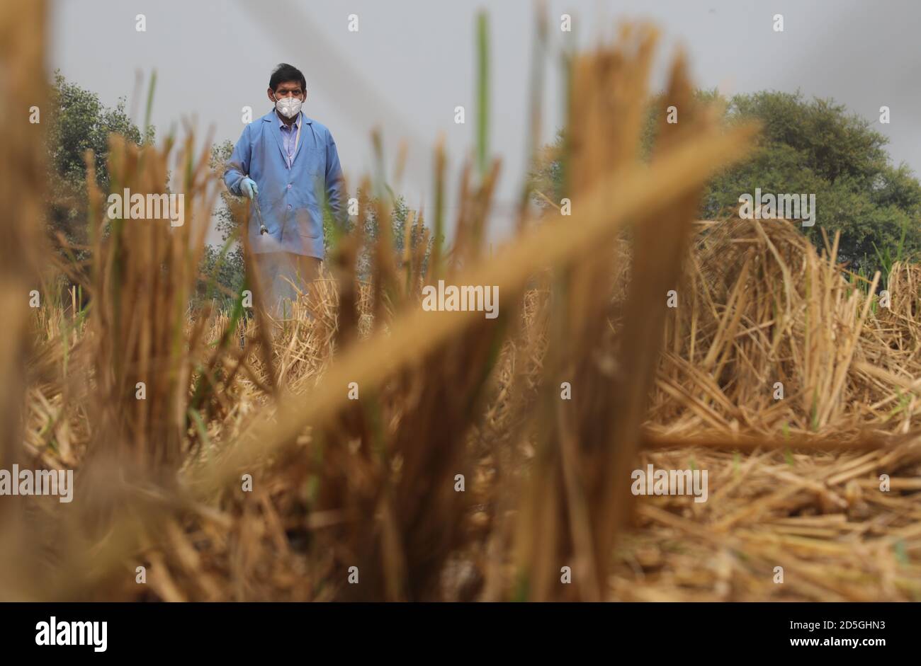 Un operaio dell'Istituto di Ricerca agricolo Indiano (IARI) che indossa maschera e guanti spray bio-decompositore di nuova concezione su un campo di fattoria per prevenire la ustione stoppie (Paraali). Il bio-decompositore converte i rifiuti agricoli in composto. La combustione stoppia rilascia grandi quantità di inquinamento tossico nell'aria che contengono gas nocivi come metano (CH4), monossido di carbonio (CO) e altri. I contadini del Punjab e dell'Haryana bruciano le stoppie di risaie nei loro campi per prepararle al prossimo raccolto di grano, e i gas nocivi si stanno chiudendo a Delhi, la capitale nazionale. Foto Stock