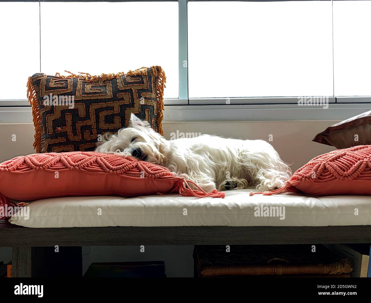 Cane che mostra la lingua. Cute Westie cane. Foto Stock