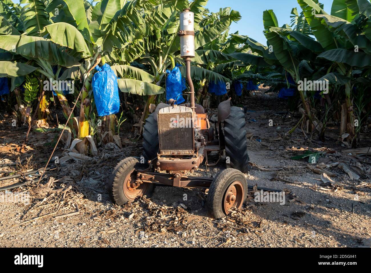 Trattore abbandonato su una piantagione di banane, Peyia, Cipro. Foto Stock