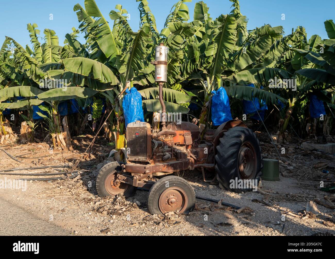 Trattore abbandonato su una piantagione di banane, Peyia, Cipro. Foto Stock