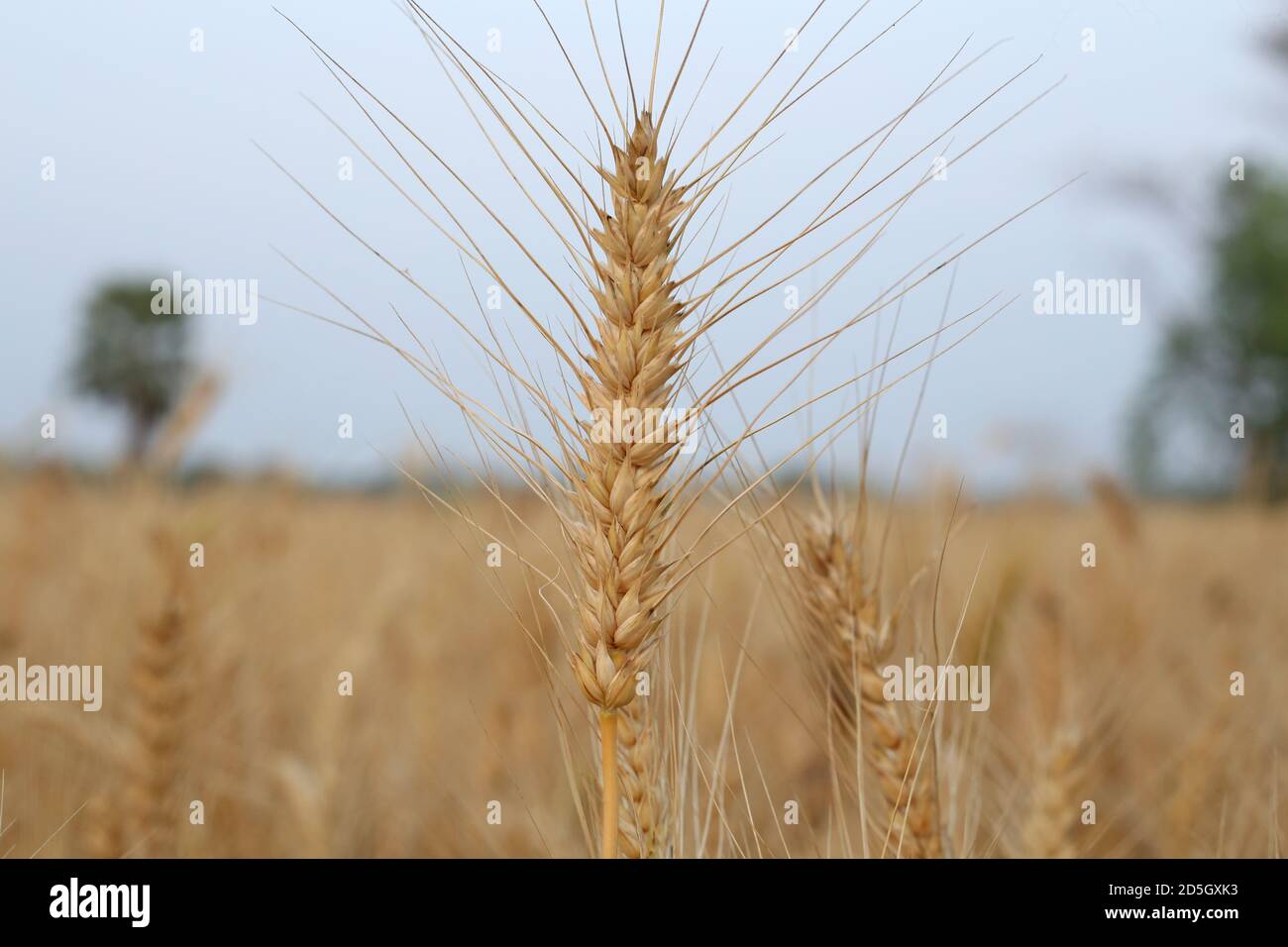 Piantagione di frumento maturo Foto Stock