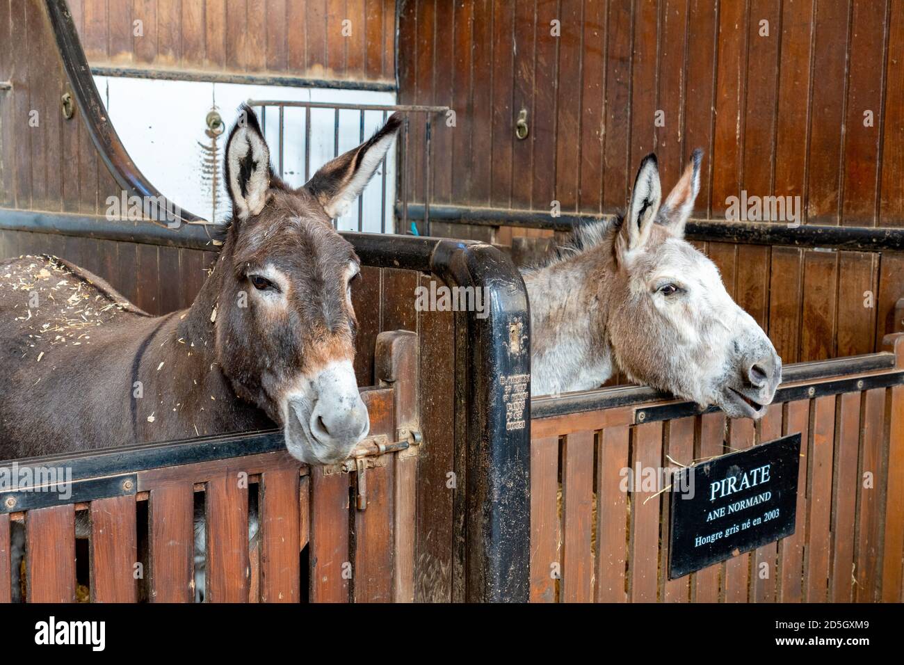 Due asini nella grande stalla del Domaine de Chantilly - Francia Foto Stock