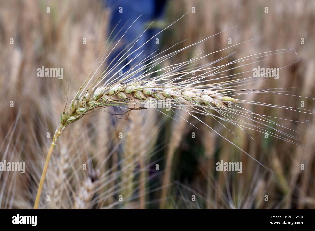 Piantagione di frumento maturo Foto Stock