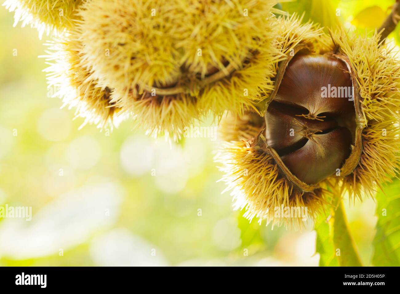Primo piano di castagne dolci su un albero su un soleggiato giorno in autunno - fuoco selettivo Foto Stock