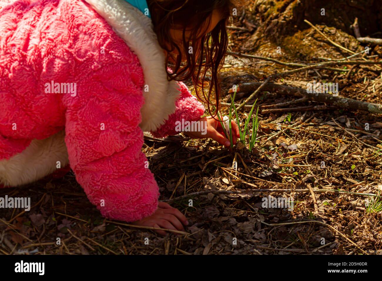 Una bambina carina che indossa un soffice cappotto invernale rosa si inginocchia a terra in una foresta per osservare una pianta bulbo fiorita. Il bambino curioso è gentilmente t Foto Stock