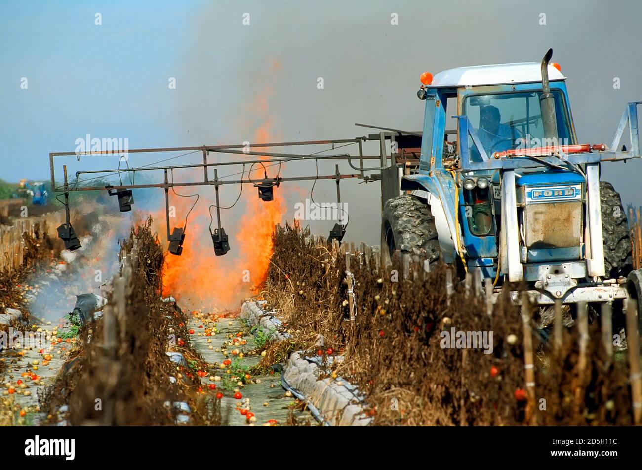 Coltivatore che brucia fuori vecchio campo di pomodoro per preparare per piantare nuovo raccolto - Ruskin, Florida Foto Stock