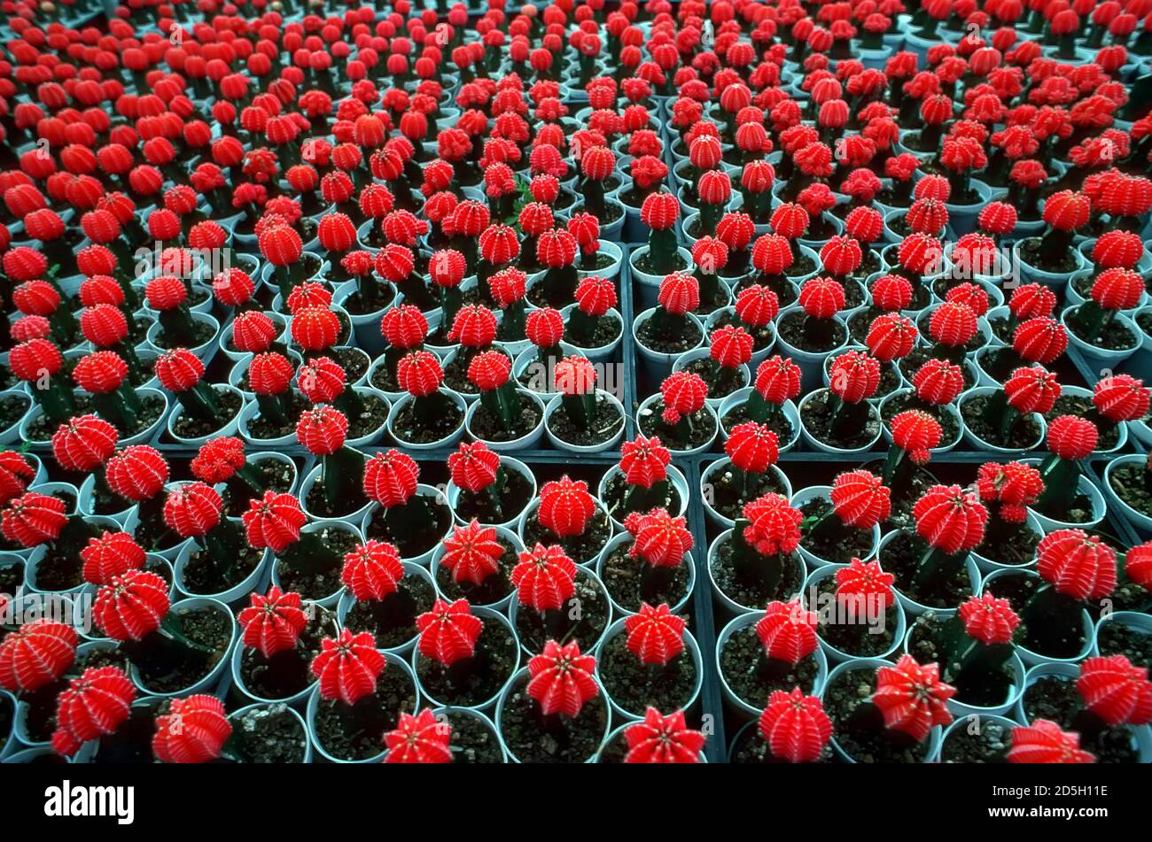 Serra con un modello di nuova red cactus che cresce in vasi di tazze Foto Stock