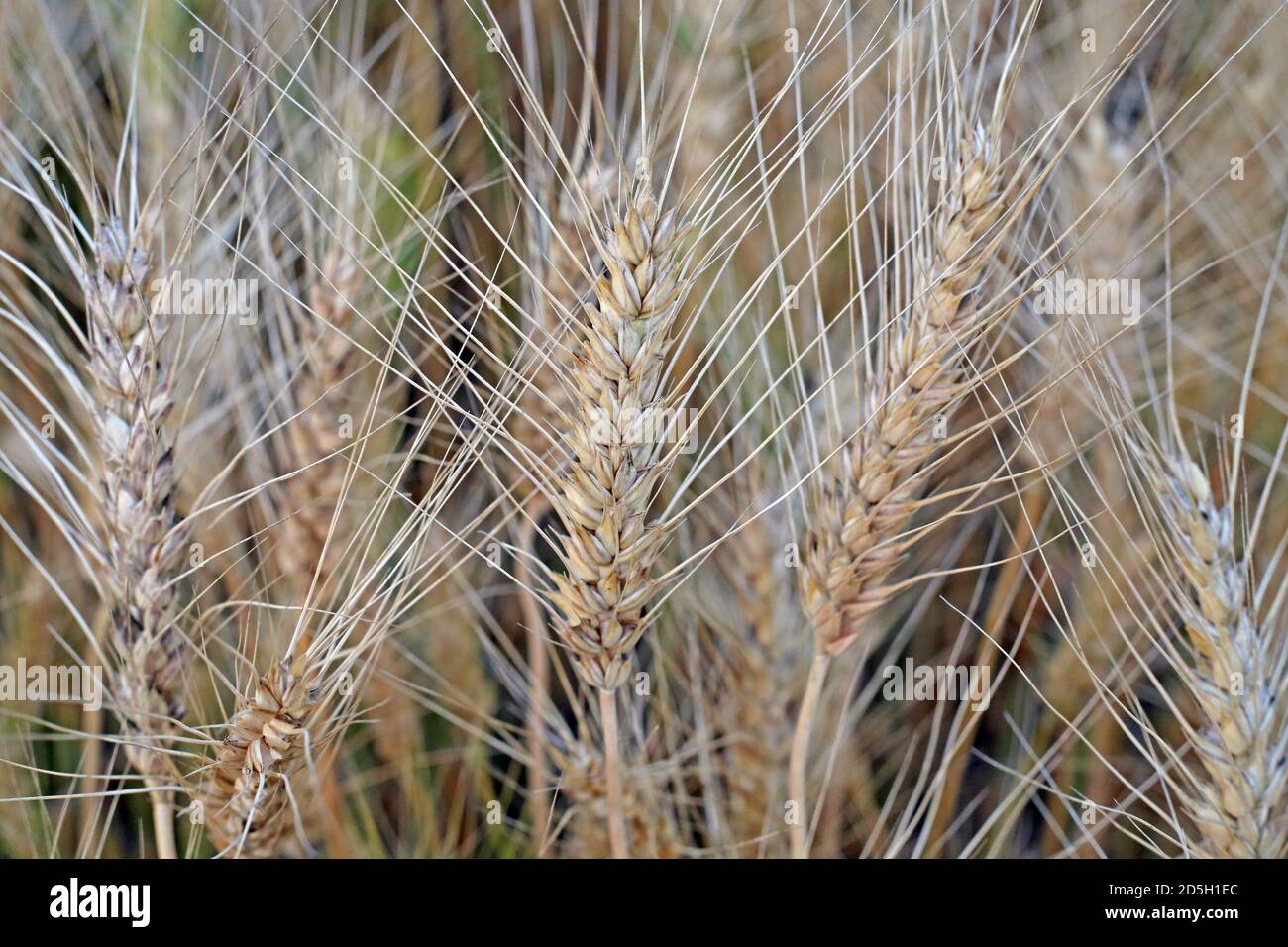 Piantagione di frumento maturo Foto Stock