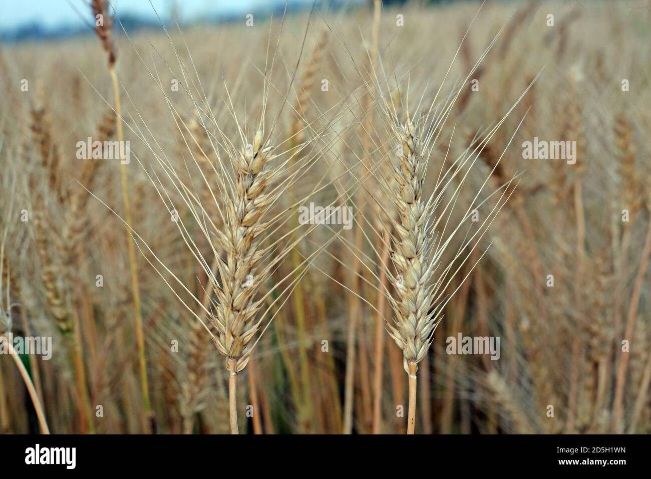 Le orecchie d'oro maturate di grano al campo Foto Stock