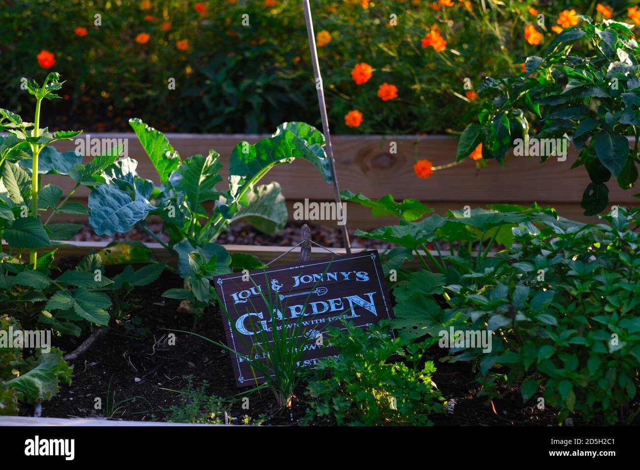 Urban Garden con verdure, fiori, Halloween, per una varietà di immagini e decorazioni. Foto Stock
