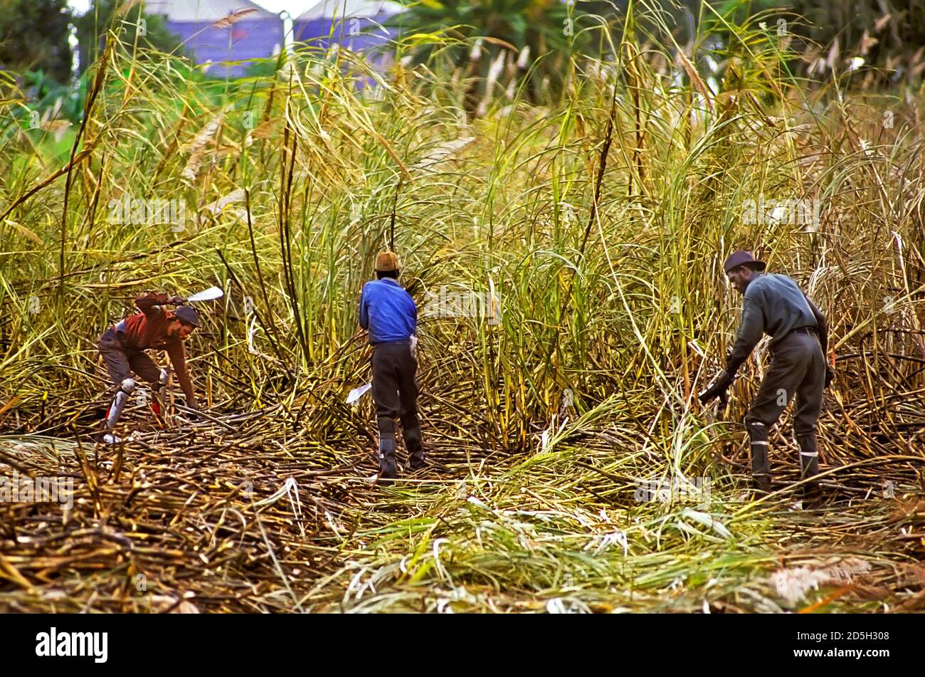 LAVORO immigrato che raccoglie e taglia la canna da zucchero - Everglades, Florida vicino Holmstead Foto Stock