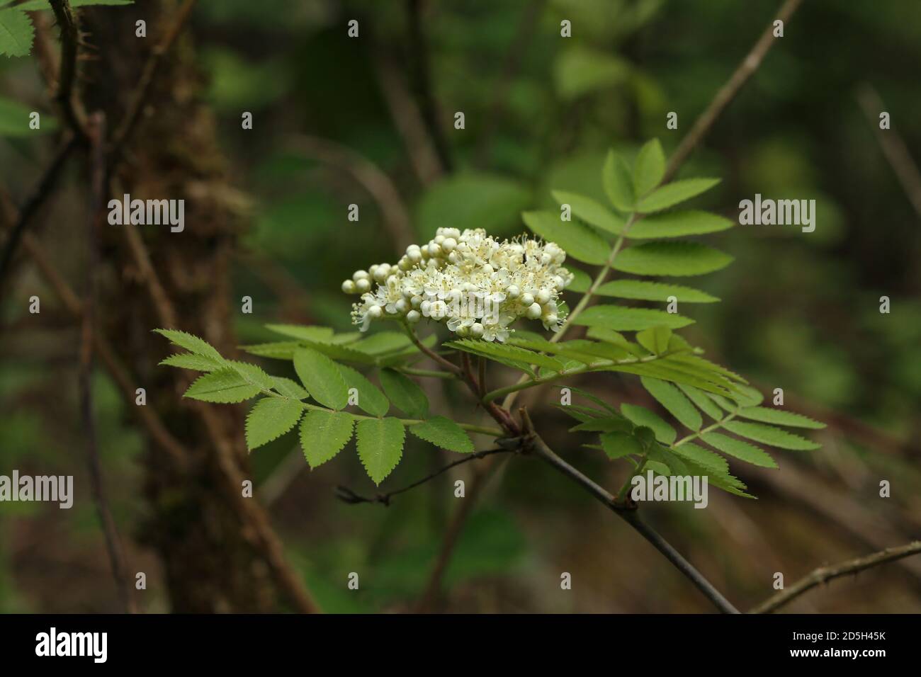 Ramo Rowan con infiorescenza su sfondo verde Foto Stock
