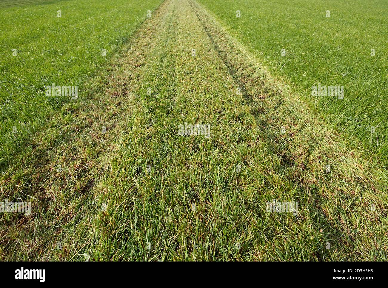 Prateria con una striscia di erba tagliata Foto Stock