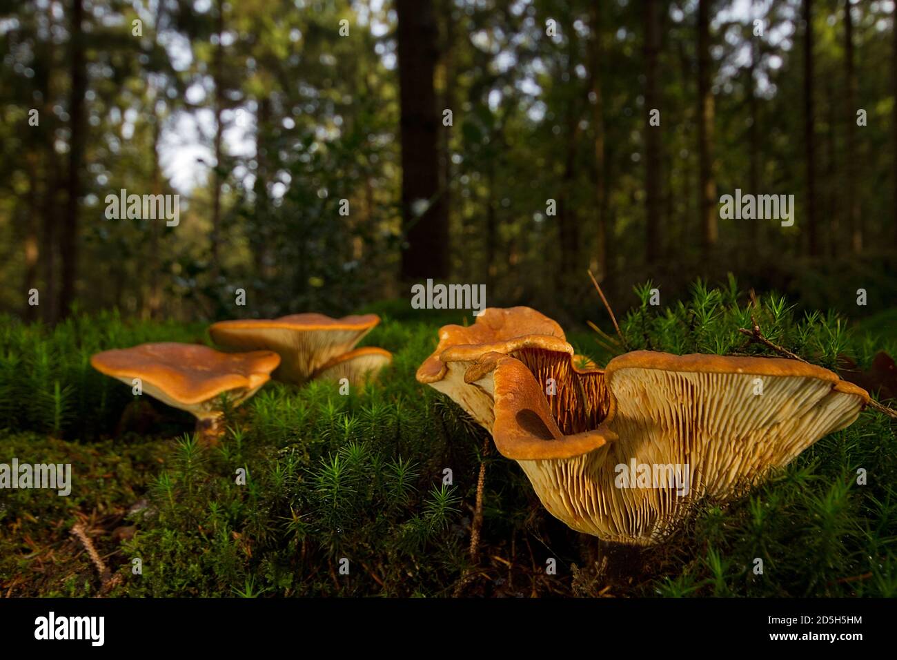 Chanterelles che crescono in muschio di Haircap Foto Stock