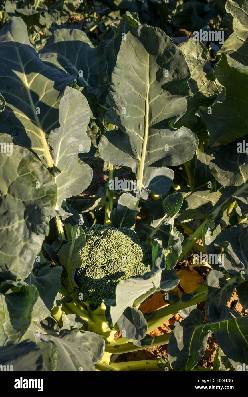 Grandi broccoli verdi pronti per essere raccolti in un sole Campo in Quebec Canada Foto Stock