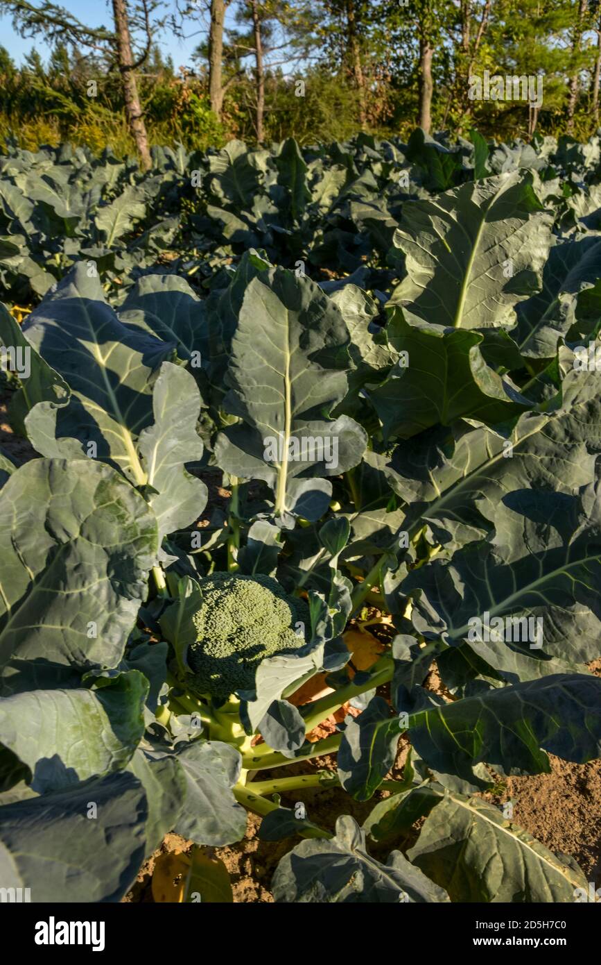 Grandi broccoli verdi pronti per essere raccolti in un sole Campo in Quebec Canada Foto Stock