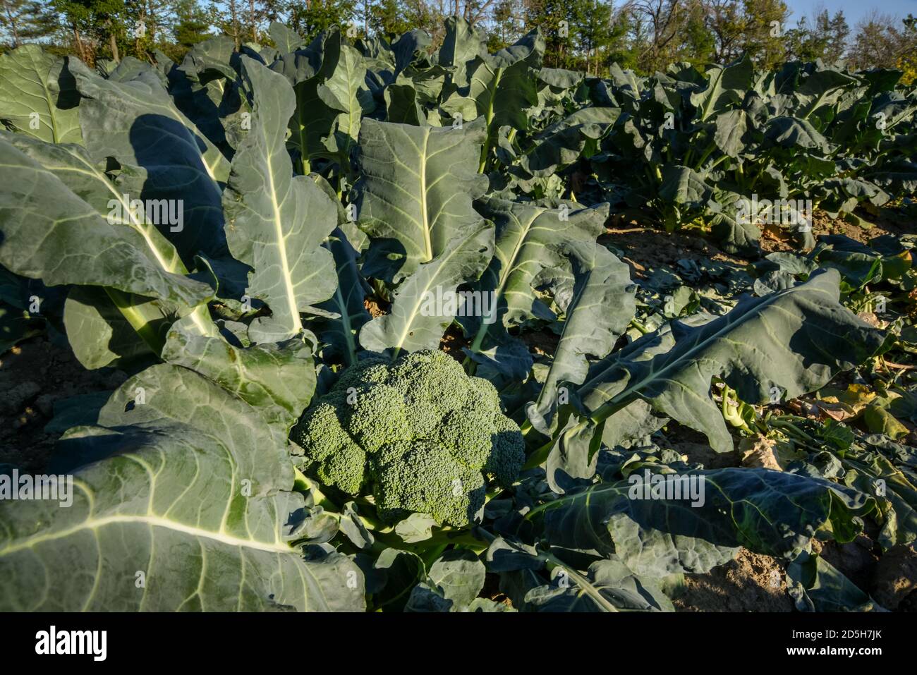 Grandi broccoli verdi pronti per essere raccolti in un sole Campo in Quebec Canada Foto Stock