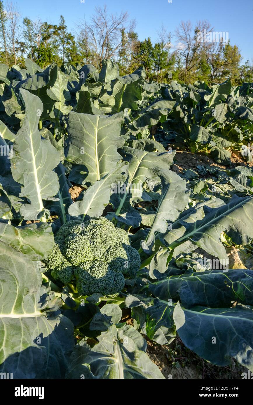 Grandi broccoli verdi pronti per essere raccolti in un sole Campo in Quebec Canada Foto Stock