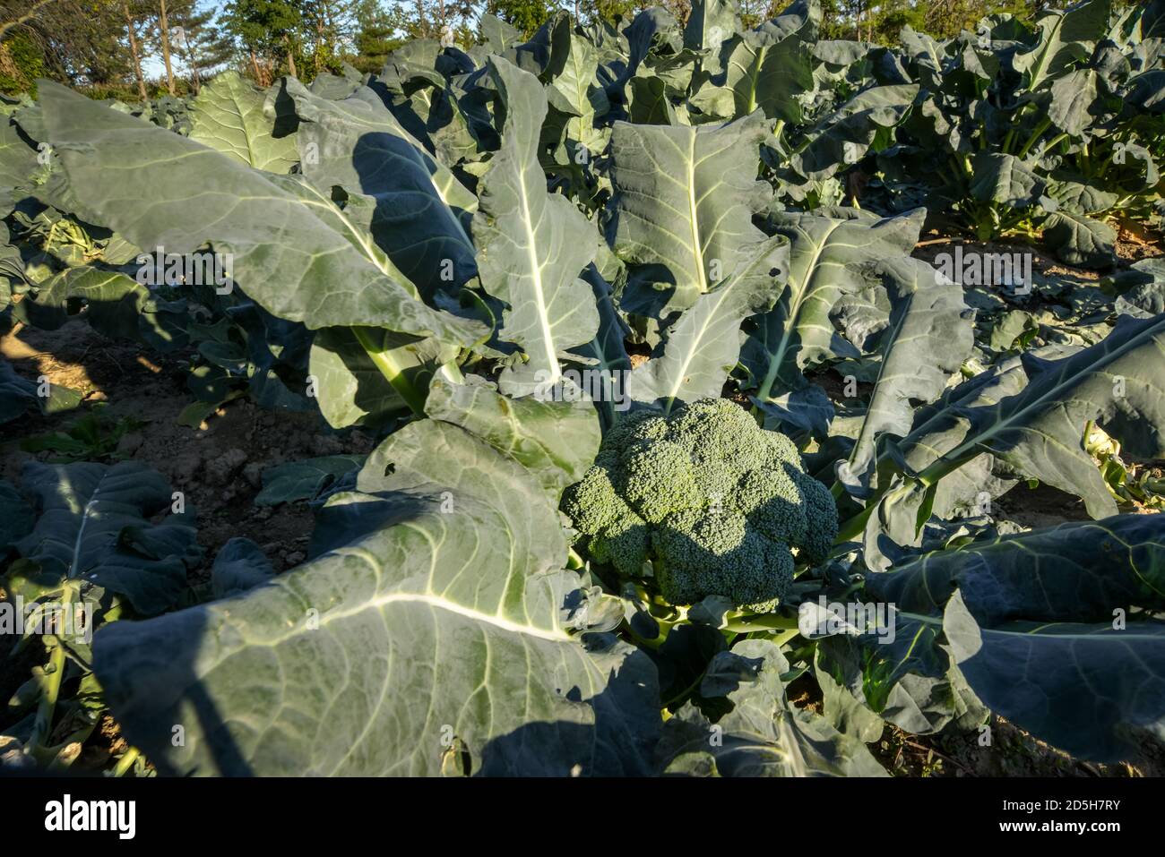 Grandi broccoli verdi pronti per essere raccolti in un sole Campo in Quebec Canada Foto Stock