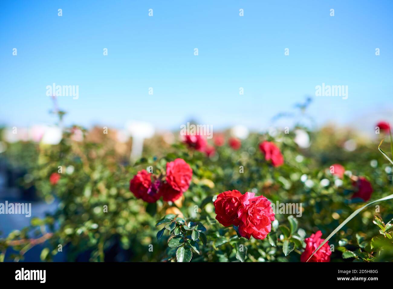 Coperchio rosso di terra Rose Gartnerfreude fiorisce Foto Stock