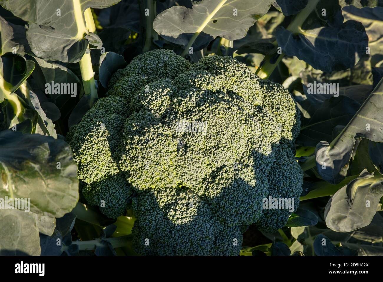 Grandi broccoli verdi pronti per essere raccolti in un sole Campo in Quebec Canada Foto Stock