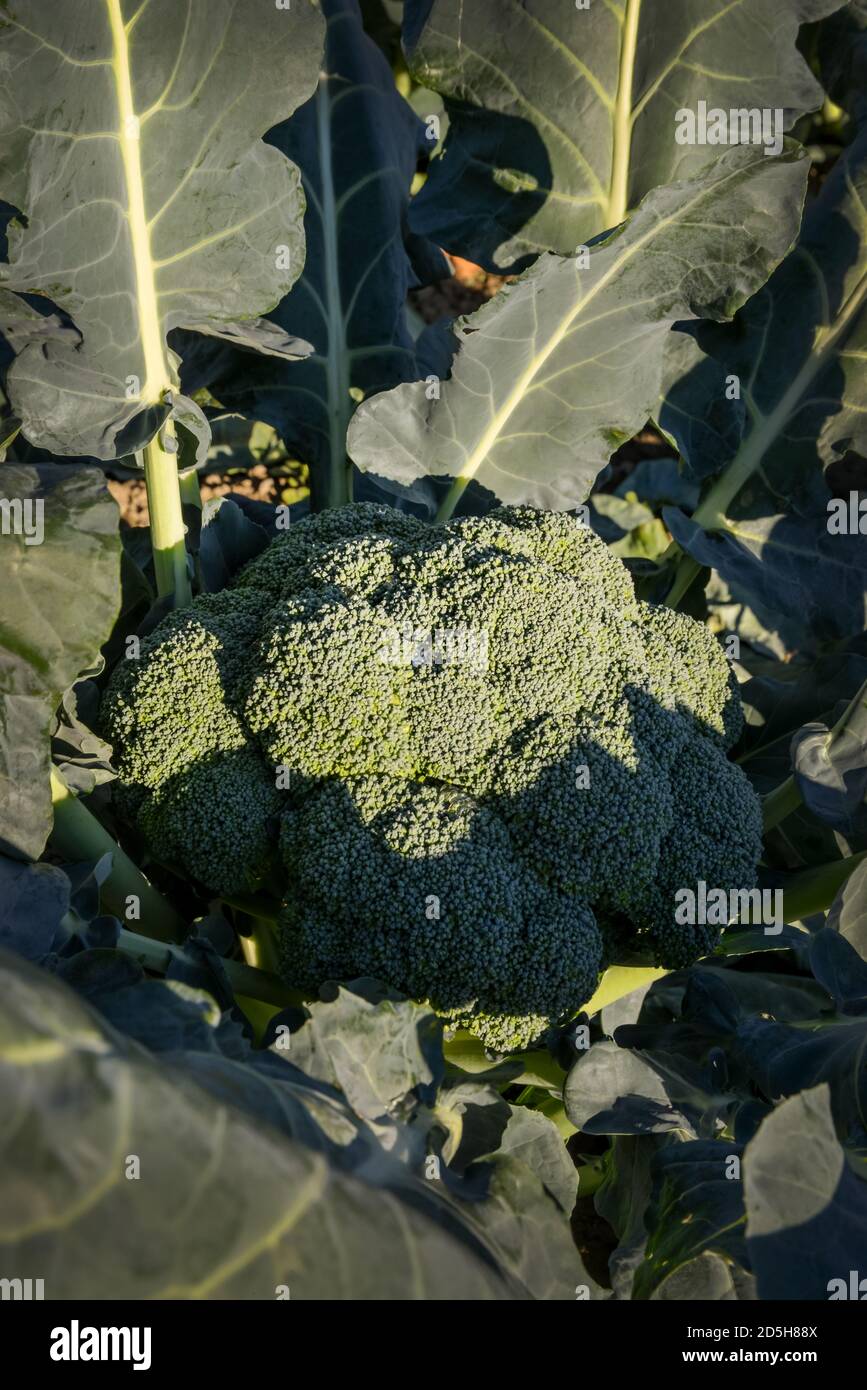 Grandi broccoli verdi pronti per essere raccolti in un sole Campo in Quebec Canada Foto Stock