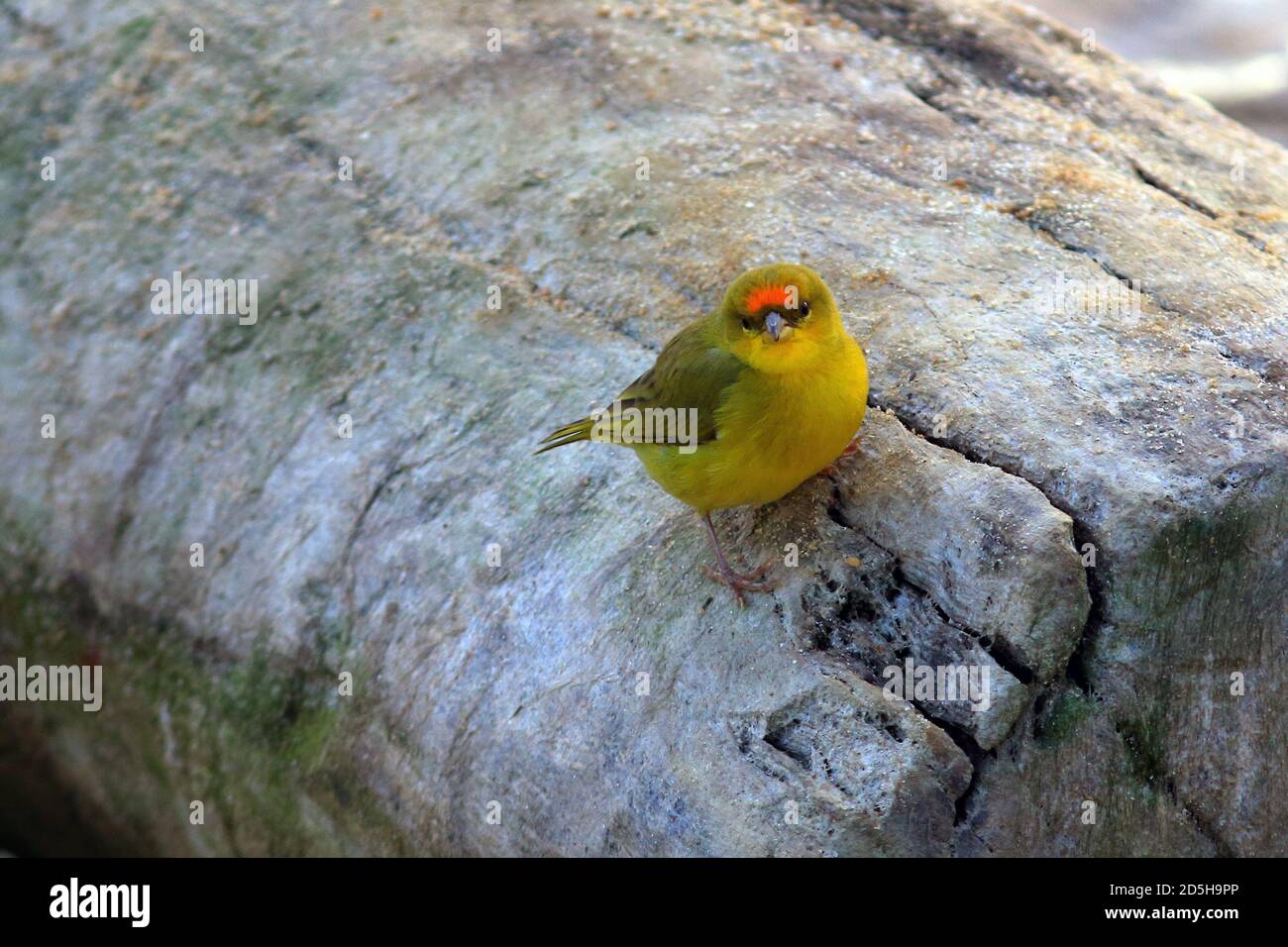 Giallo-Finca (Sicalis columbiana) con la facciata arancione appollaiato su un tronco e che mostra la corona arancione sulla fronte, segno caratteristico della specie. Foto Stock