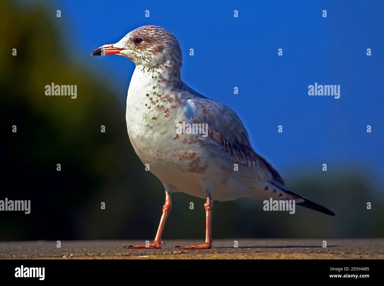 Ritratto di un giovane, Infant Florida, gabbiano Foto Stock