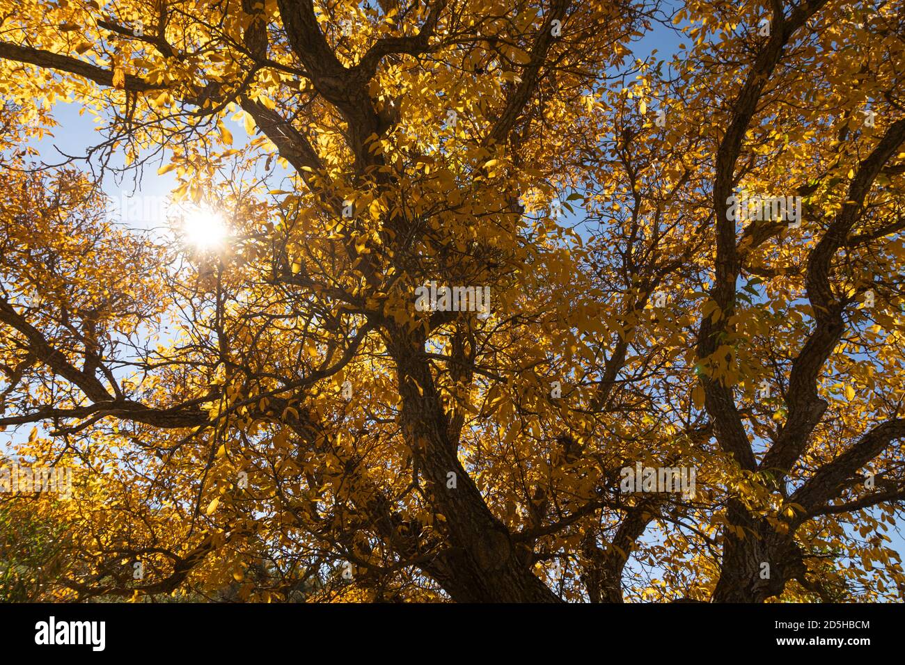 Un bel noce, vestito in autunno con foglie gialle, si pone in silenzio tra i campi soleggiati nei pressi della cittadina di Orés, nella Villa Cinco Foto Stock