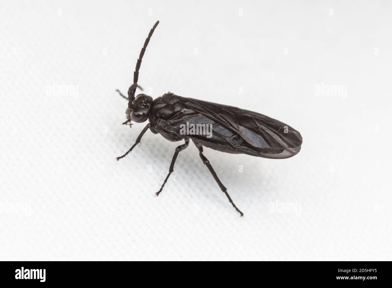 Sawfly comune (Phymatocera) Foto Stock