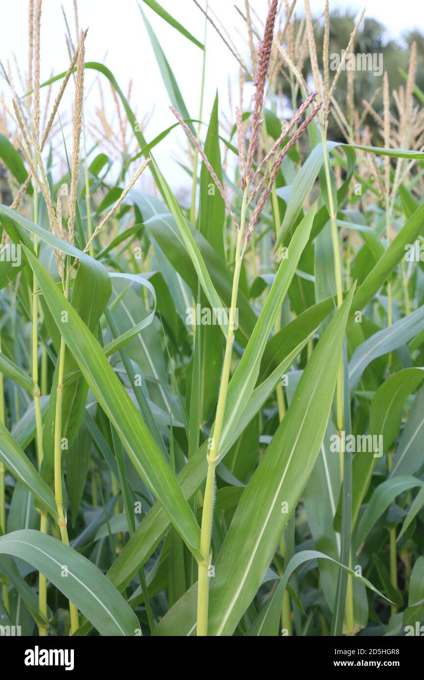 Bel mais verde e fiore che cresce su campo Foto Stock