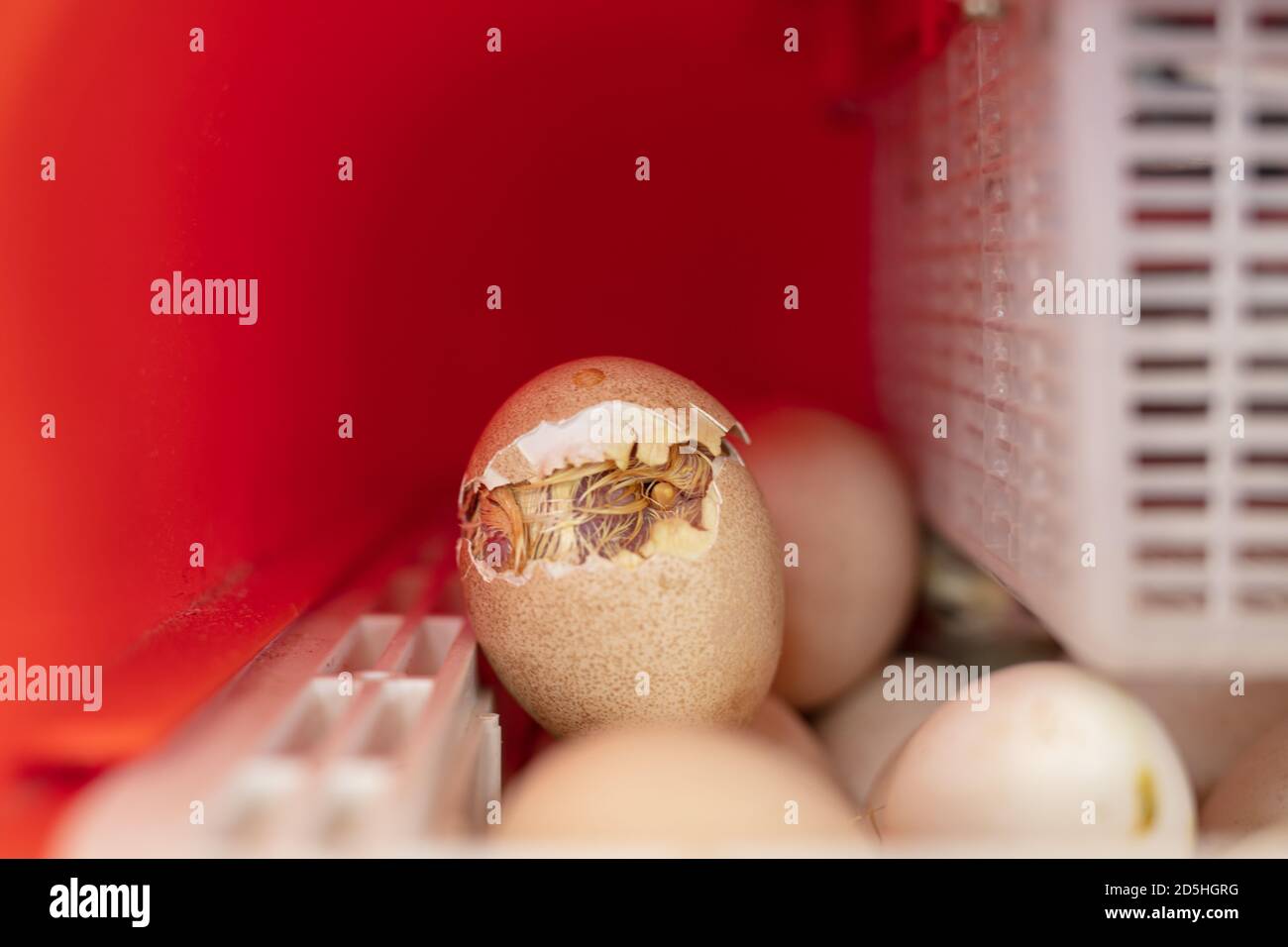 Cova di un pulcino in un uovo in un incubatore Foto Stock