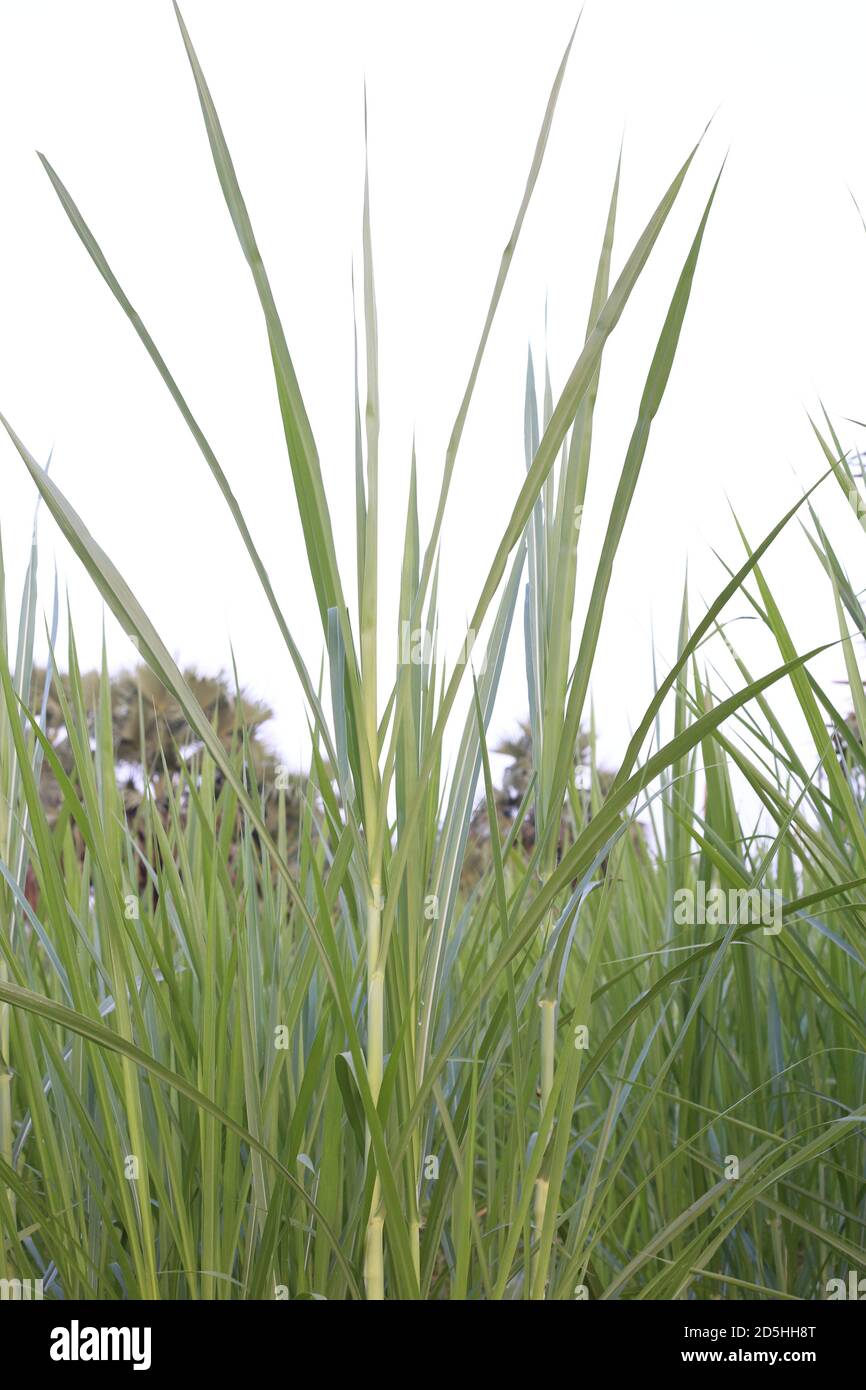 Pianta erba di Super Napier Foto Stock