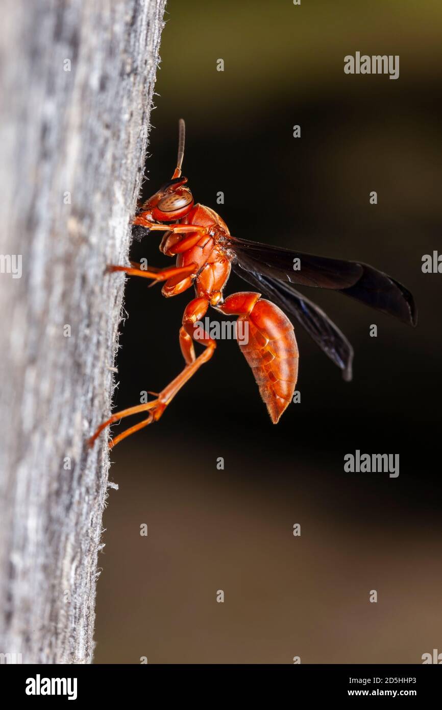 Wasp di carta rossa a retro sottile (Polistes carolina) Foto Stock