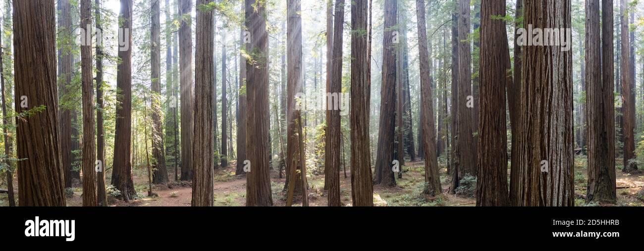 A Humboldt, California, cresce un'imponente foresta di sequoie in crescita antica. Gli alberi di sequoia, sempervirens di Sequoia, sono gli speci più alti e più voluminosi dell'albero Foto Stock