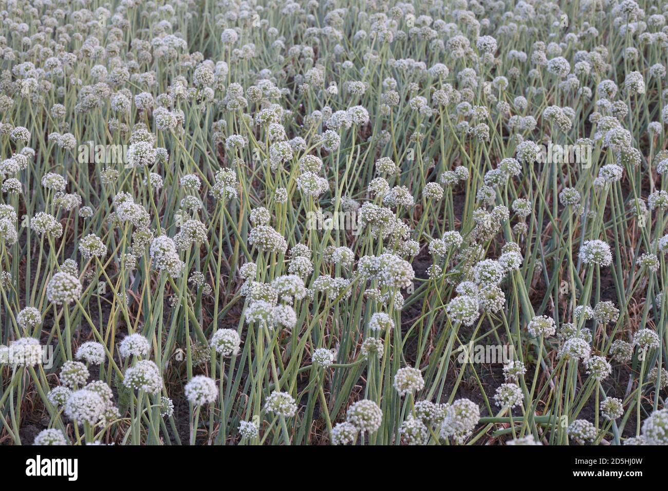 Consulenza esperta sulla coltivazione di cipolle da seme Foto Stock