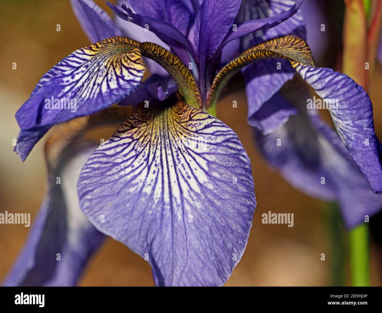Fiore a motivi porpora blu e giallo oro di Bearded Iris (Iris Germanica) che cresce in un giardino in Cumbria, Inghilterra, Regno Unito Foto Stock