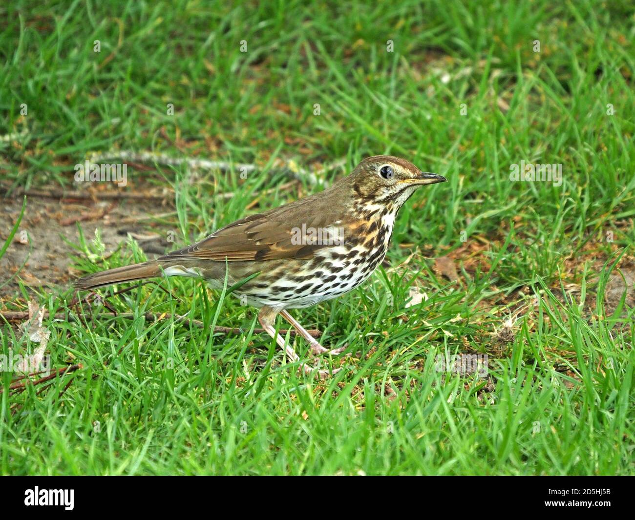 Adult Song Thrush (Turdus philomelos) in postura tipica alla ricerca di vermi e lumache su terreno erboso a Cumbria, Inghilterra, Regno Unito Foto Stock