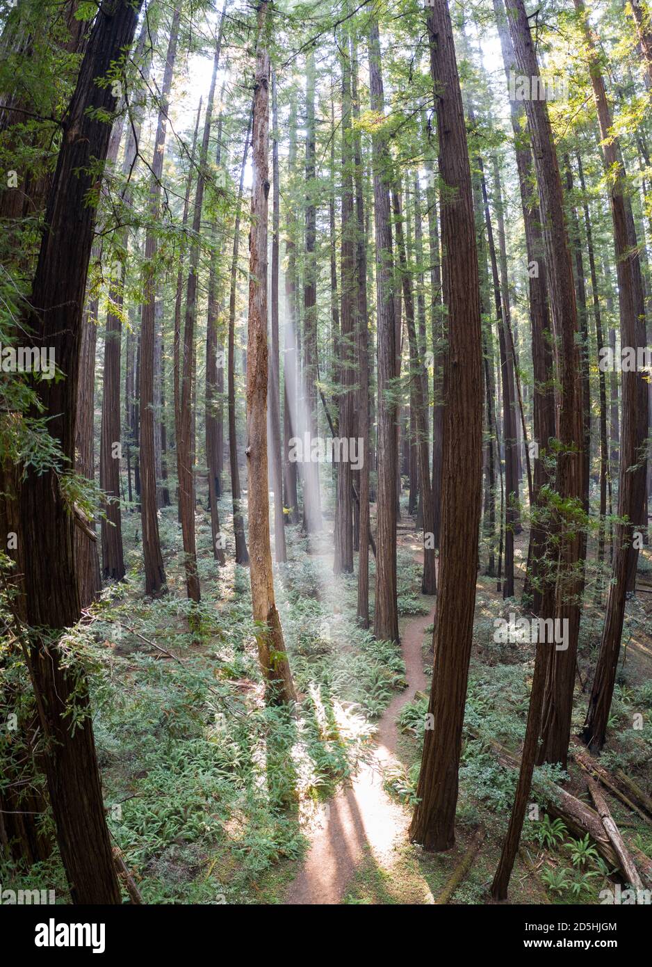 A Humboldt, California, cresce un'imponente foresta di sequoie in crescita antica. Gli alberi di sequoia, sempervirens di Sequoia, sono gli speci più alti e più voluminosi dell'albero Foto Stock