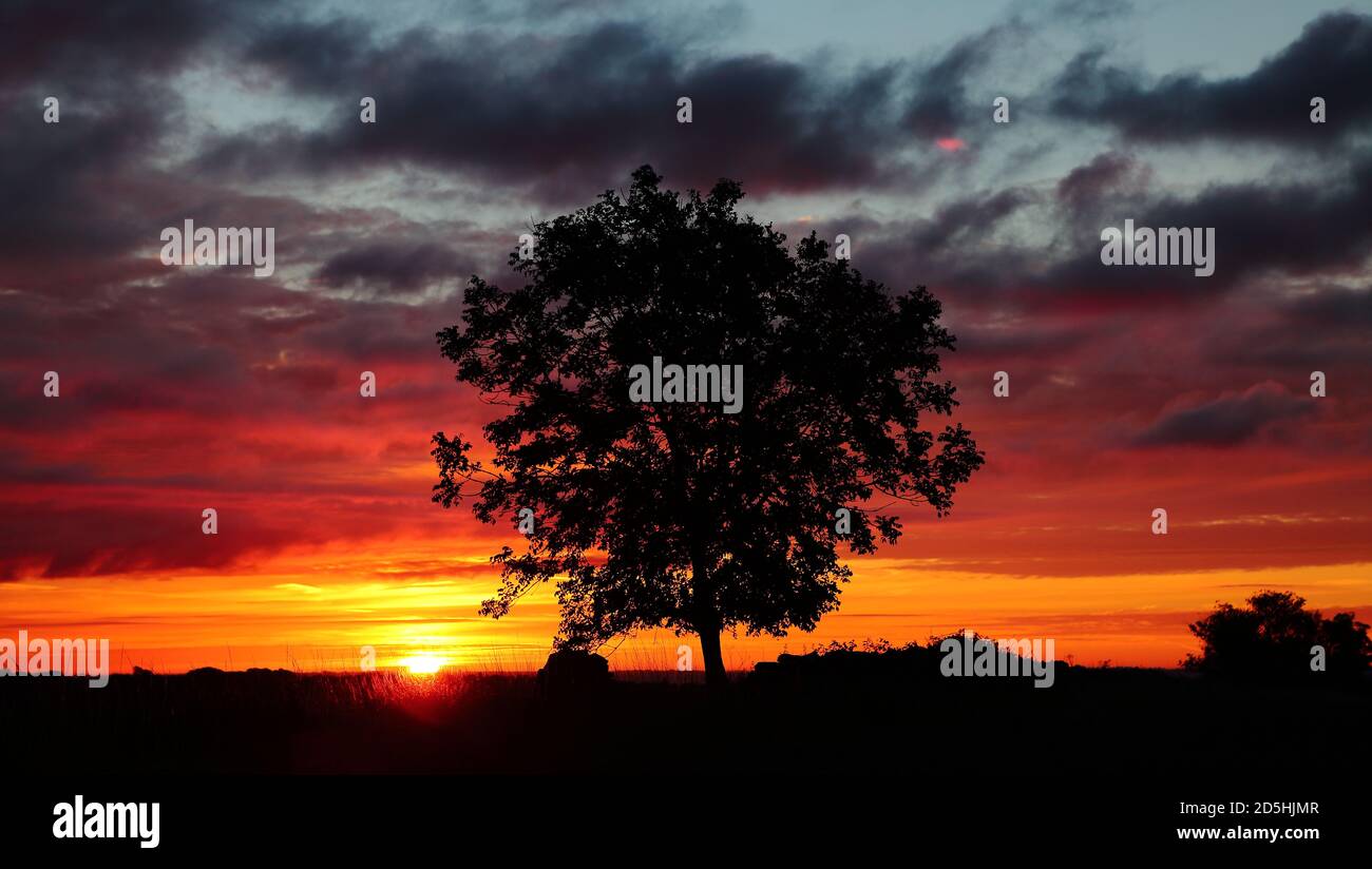 Albero sihouette all'alba Broadway Cotswolds Gloucestershire Foto Stock