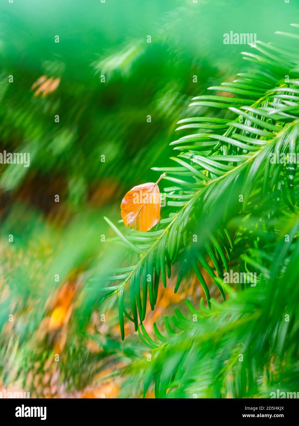 Foglia caduta su pinetree sempreverde ramo di pino singolo uno singolarità Autunno stagione autunnale stagionale Foto Stock