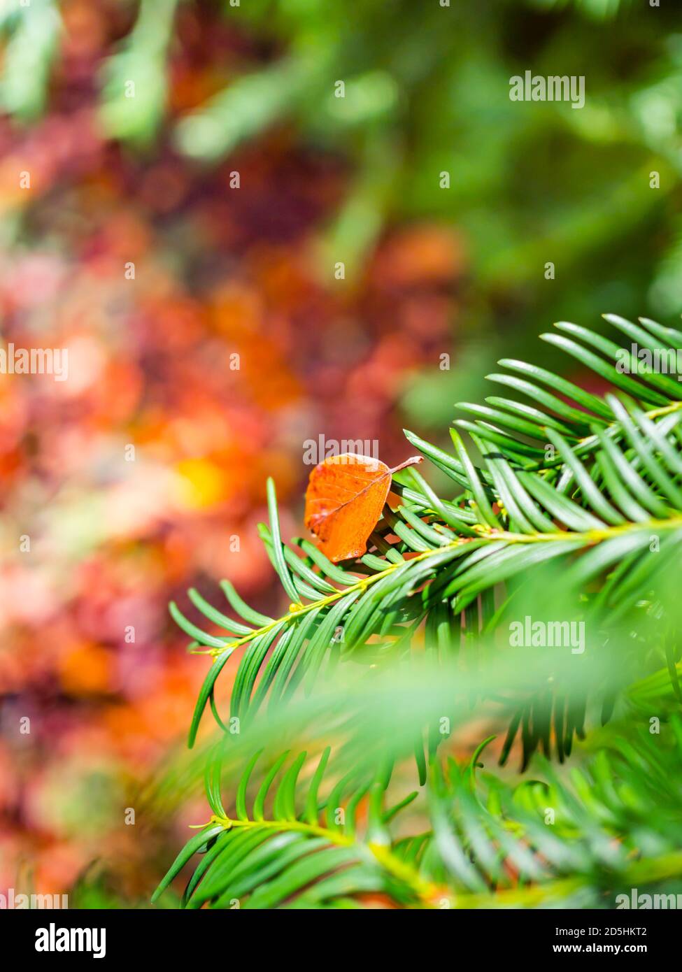 Foglia caduta su pinetree sempreverde ramo di pino singolo uno singolarità Autunno Autunno stagione stagionale primo piano dettaglio macro Foto Stock