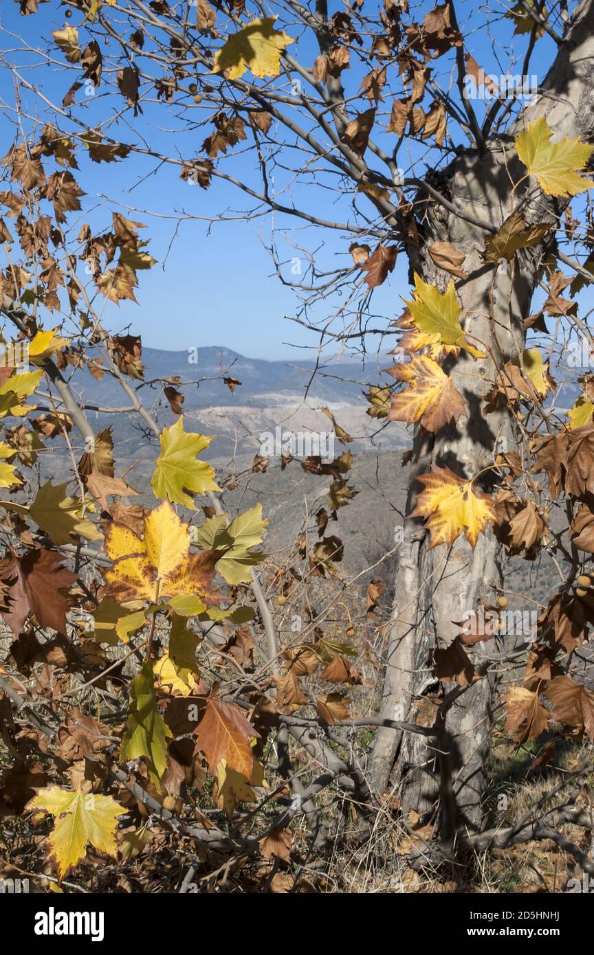 España, Hiszpania, Spagna, Spanien; Platanus × hispanica; foglie di Yellowed su un ramo contro un paesaggio montano. Vergilbte Blätter auf einem AST. Foto Stock