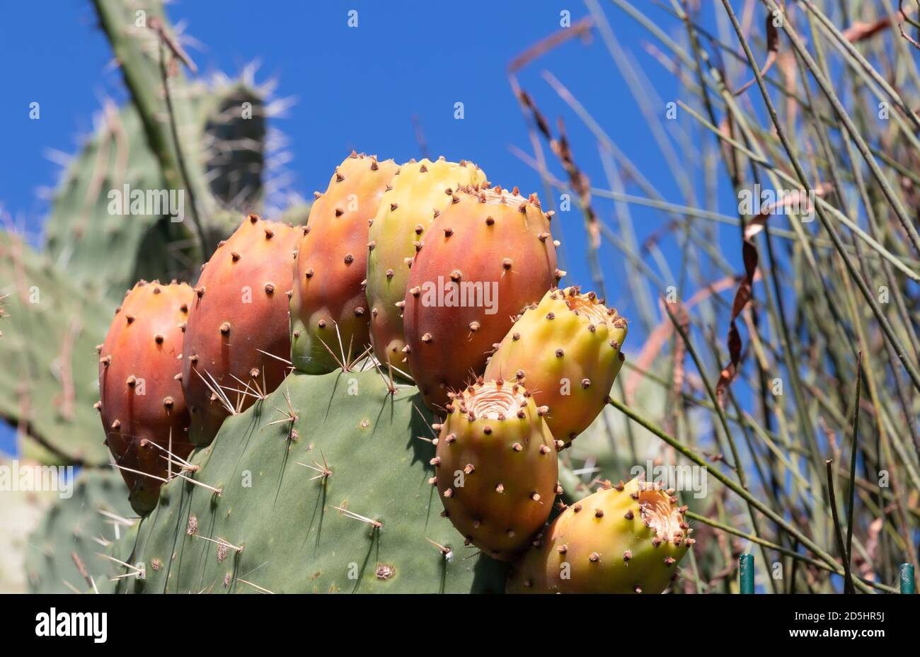 Cactus di pera di prickly primo piano con frutta in colore rosso. Opuntia, comunemente chiamato pera di ceci, è un genere della famiglia dei cactus, Cactaceae. Pere di ceci Foto Stock