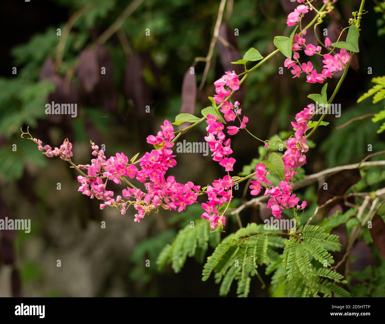 Antigonon lepptopus, Coral Vine, superriduttore messicano. Pianta fiorente della famiglia di grano saraceno originaria del Messico. Foto Stock
