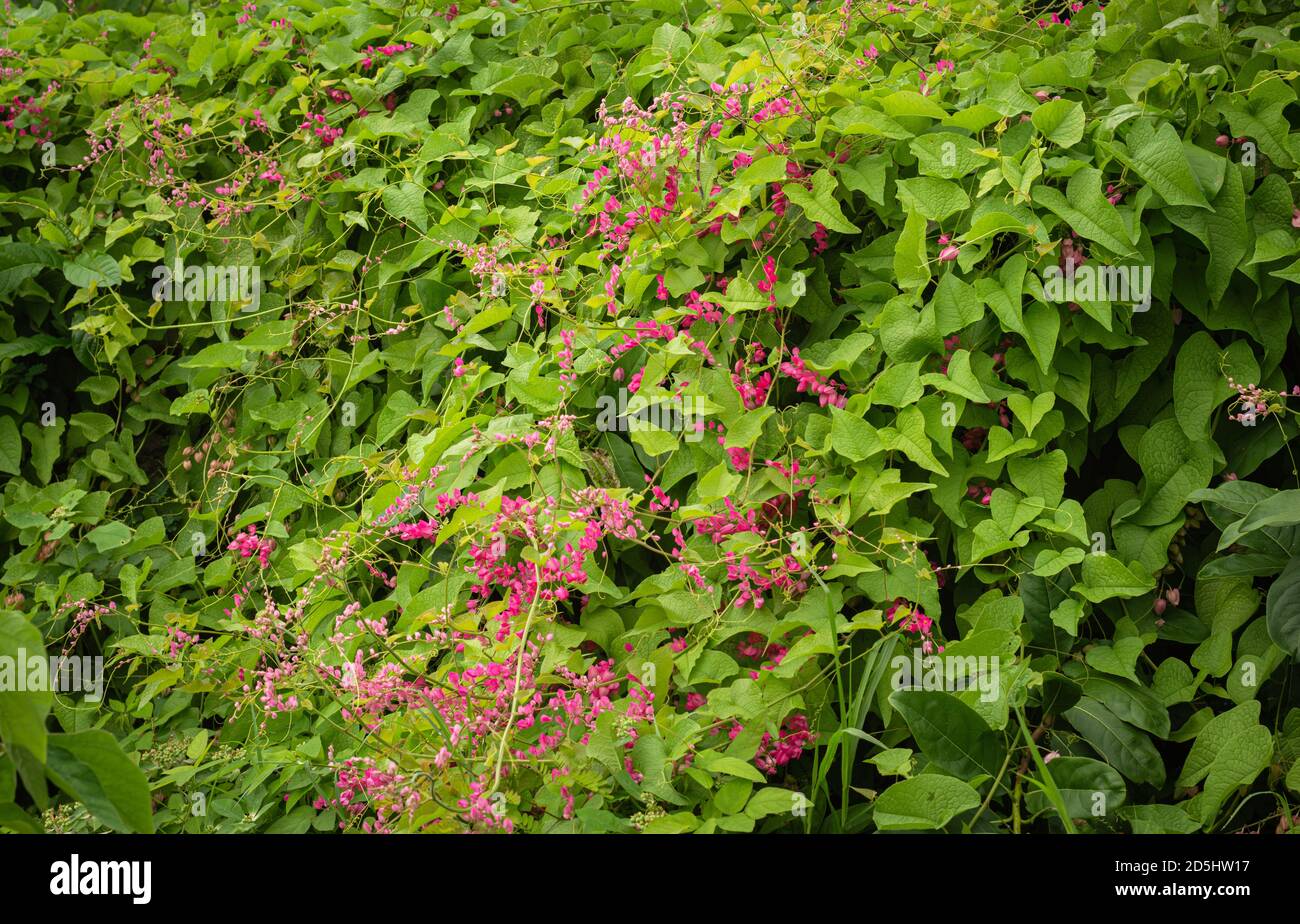Antigonon lepptopus, Coral Vine, superriduttore messicano. Pianta fiorente della famiglia di grano saraceno originaria del Messico. Foto Stock