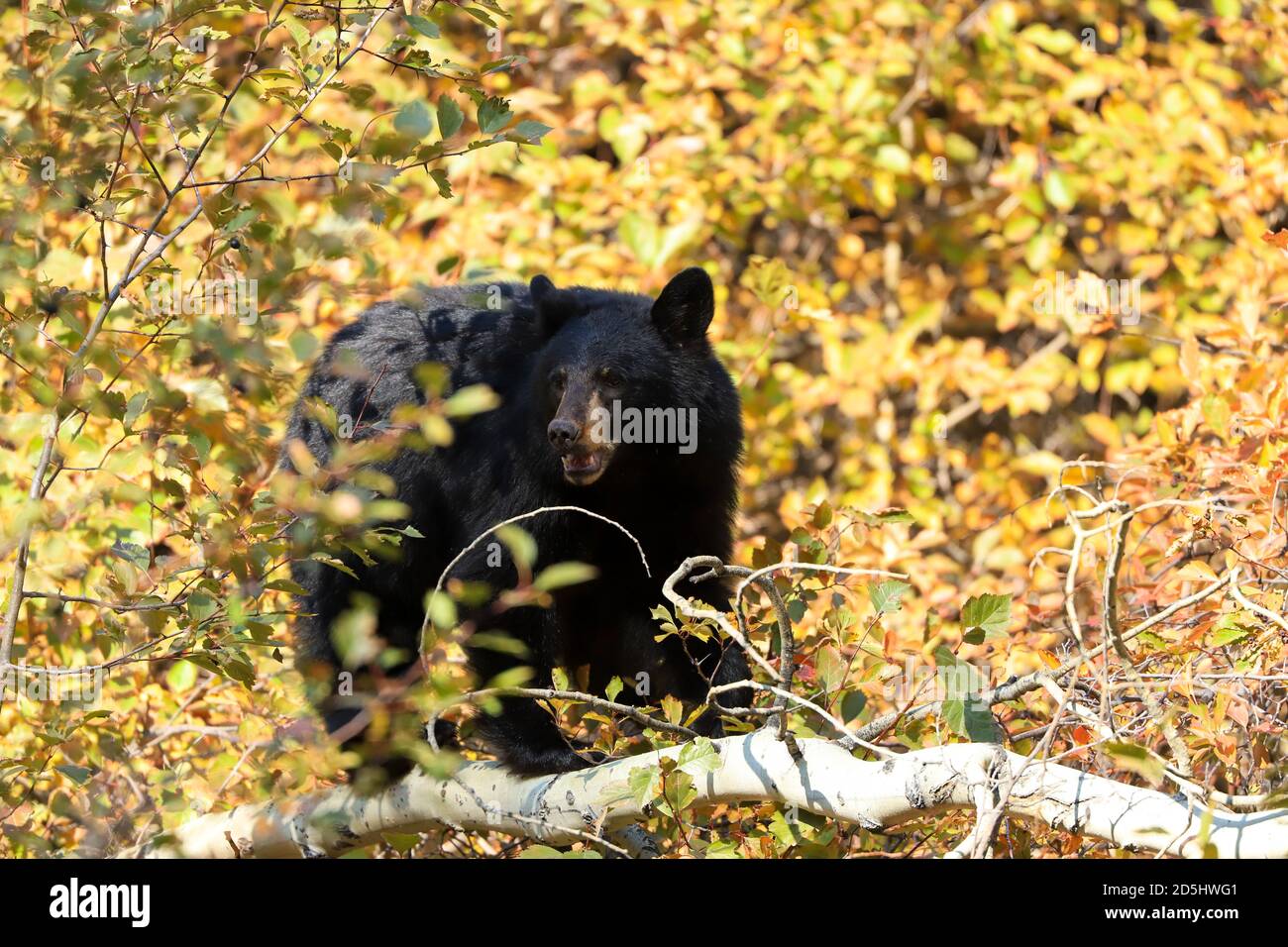 Orso nero americano in una foresta di aspen mangiare bacche nel Grand Teton National Park, Wyoming Foto Stock